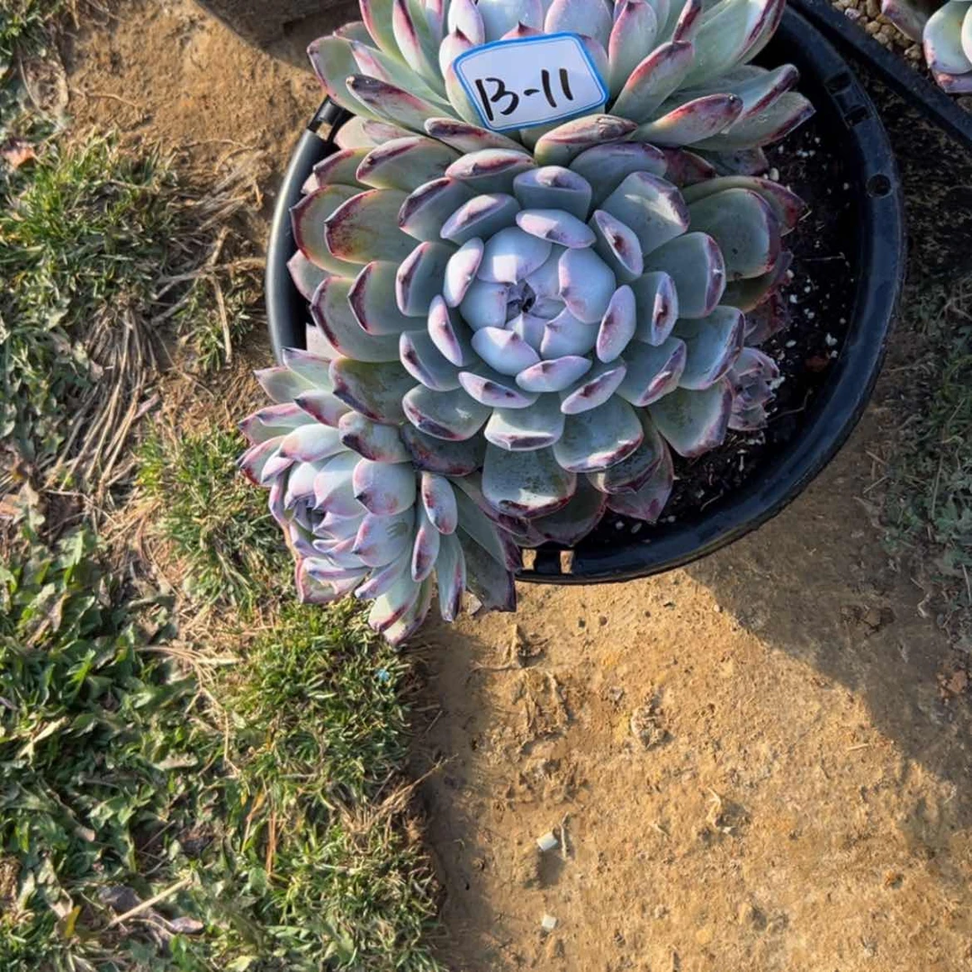 【闪购商品】M****欣精品多肉植物老桩