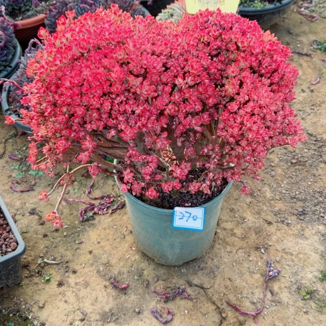 【闪购商品】堡*精品多肉植物老桩