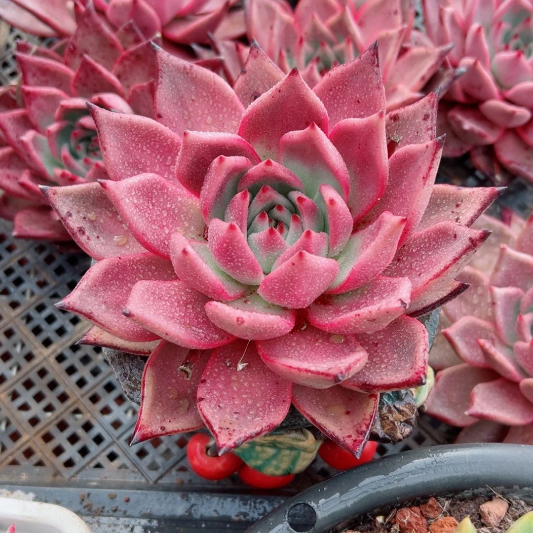 精品多肉植物老桩
