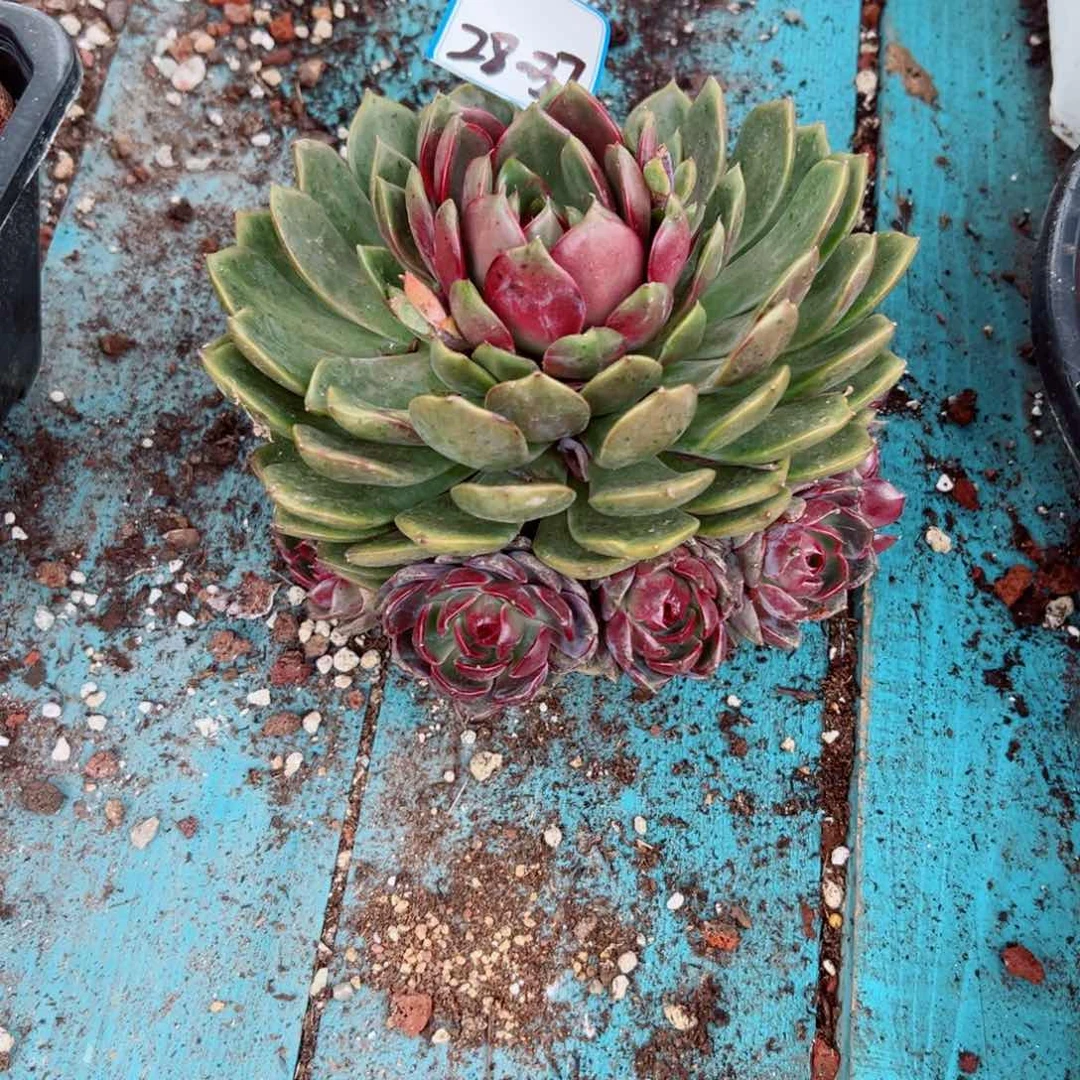W***F精品多肉植物老桩