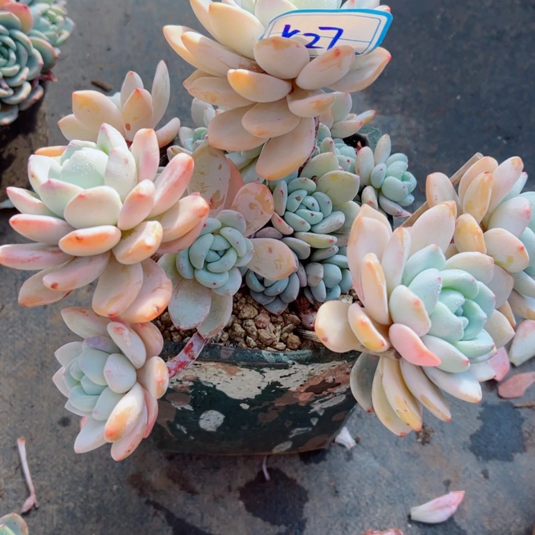 【闪购商品】小*?精品多肉植物老桩