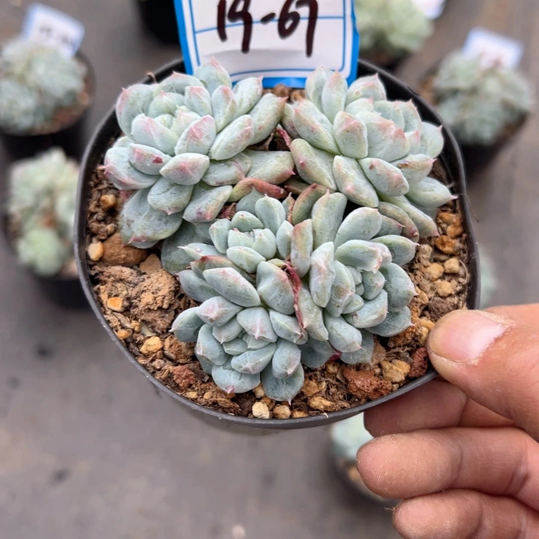 小*娜精品多肉植物老桩