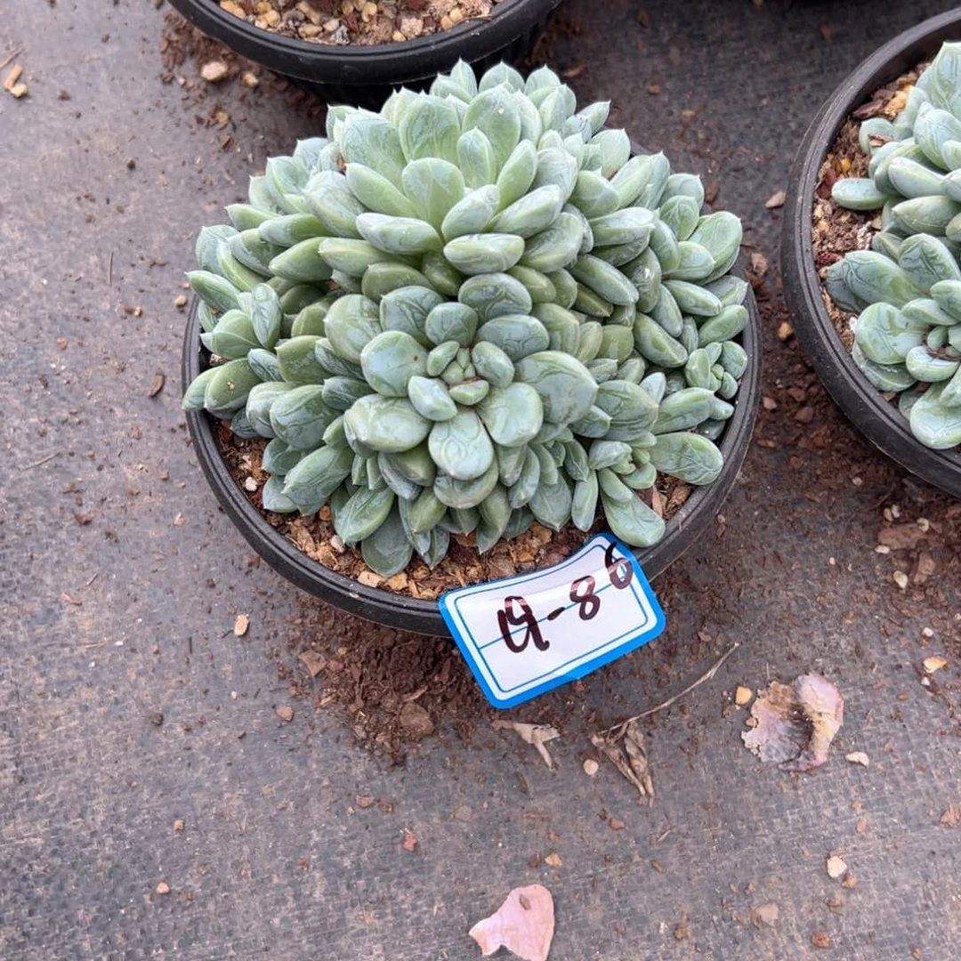 小*精品多肉植物老桩