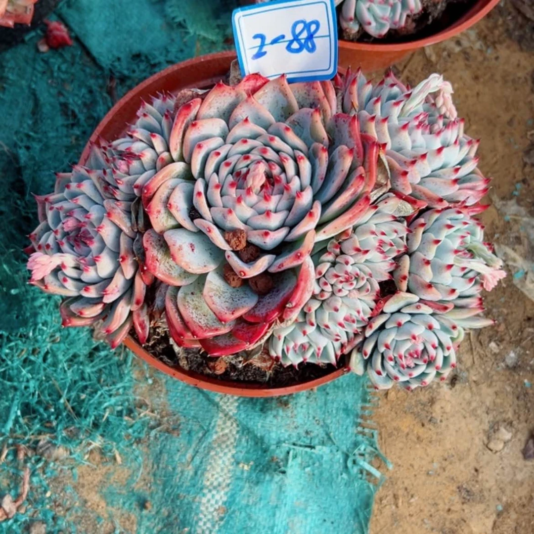 【闪购商品】精品多肉植物老桩