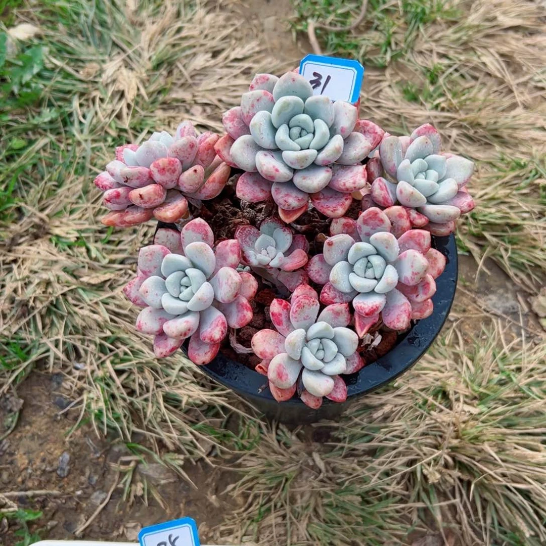 空*树精品多肉植物老桩