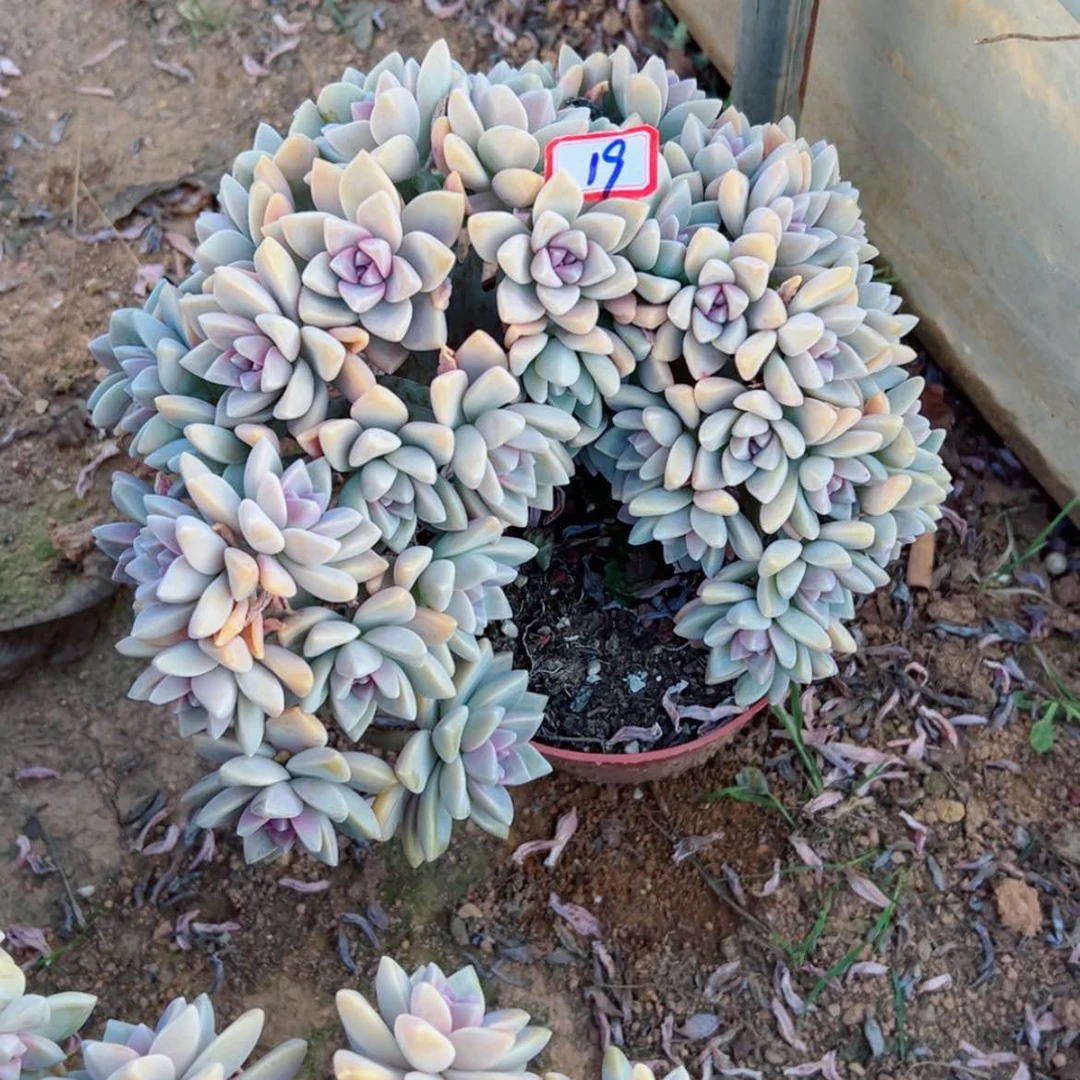 【闪购商品】小*儿精品多肉植物老桩