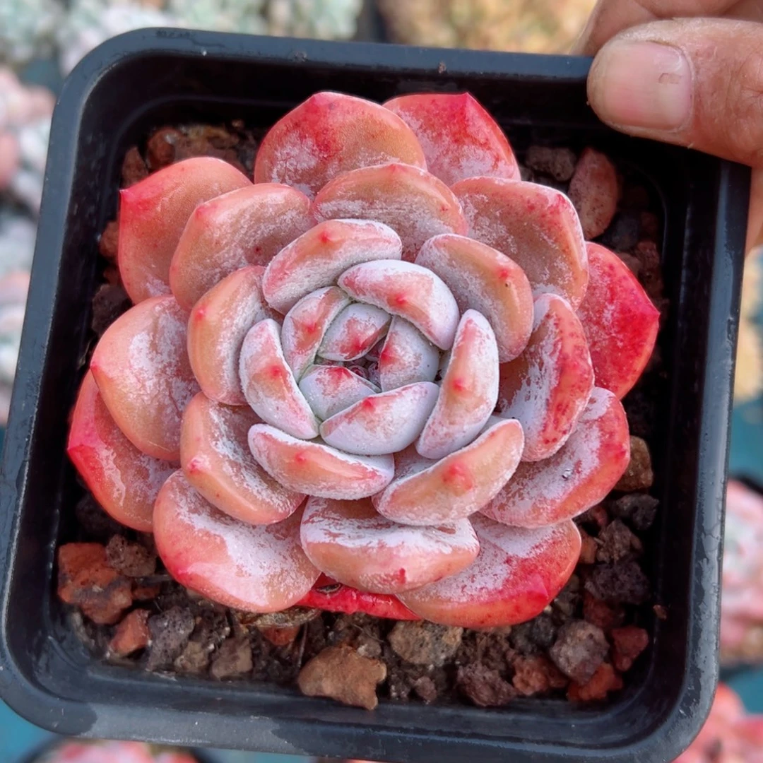 精品多肉植物老桩