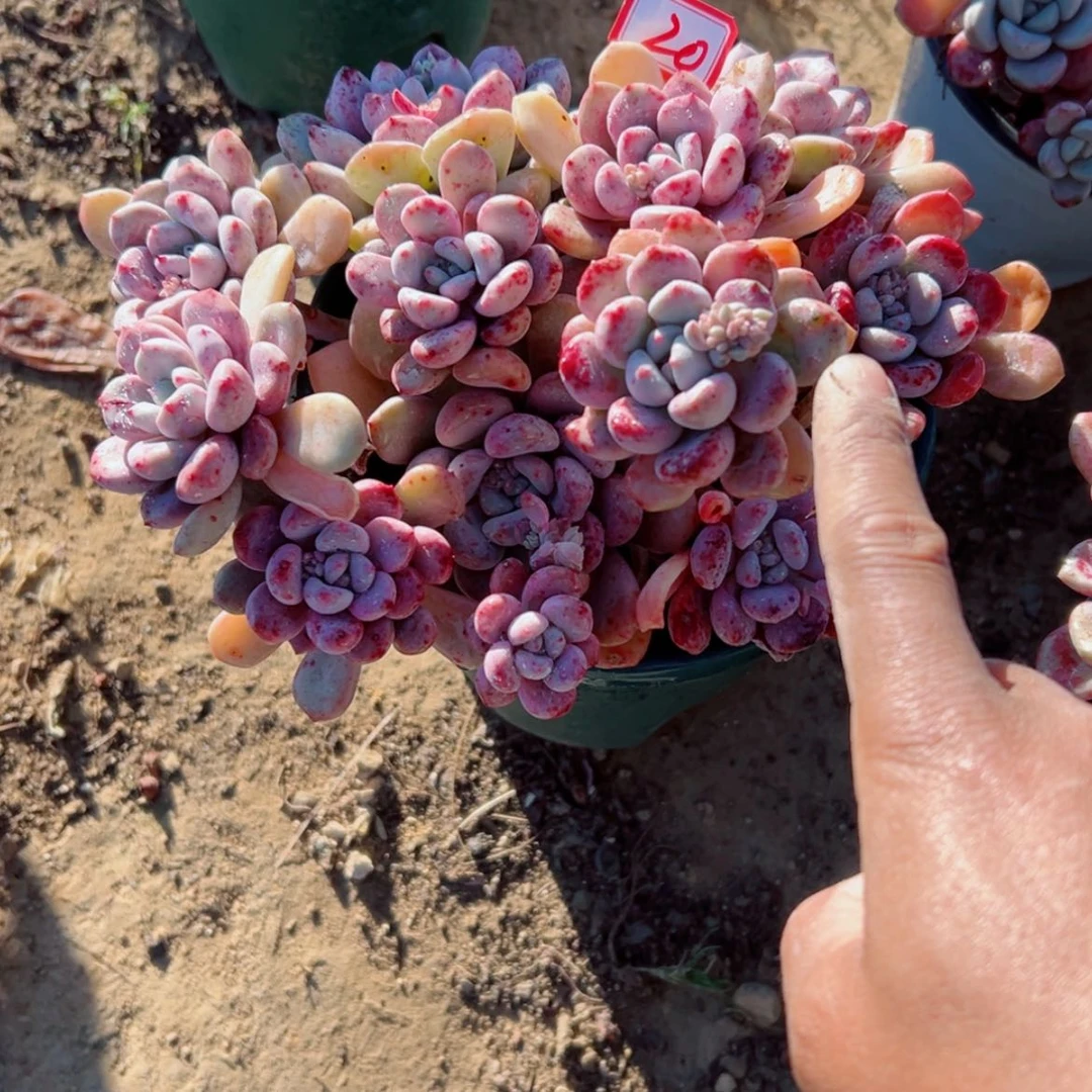 【闪购商品】薇*精品多肉植物老桩