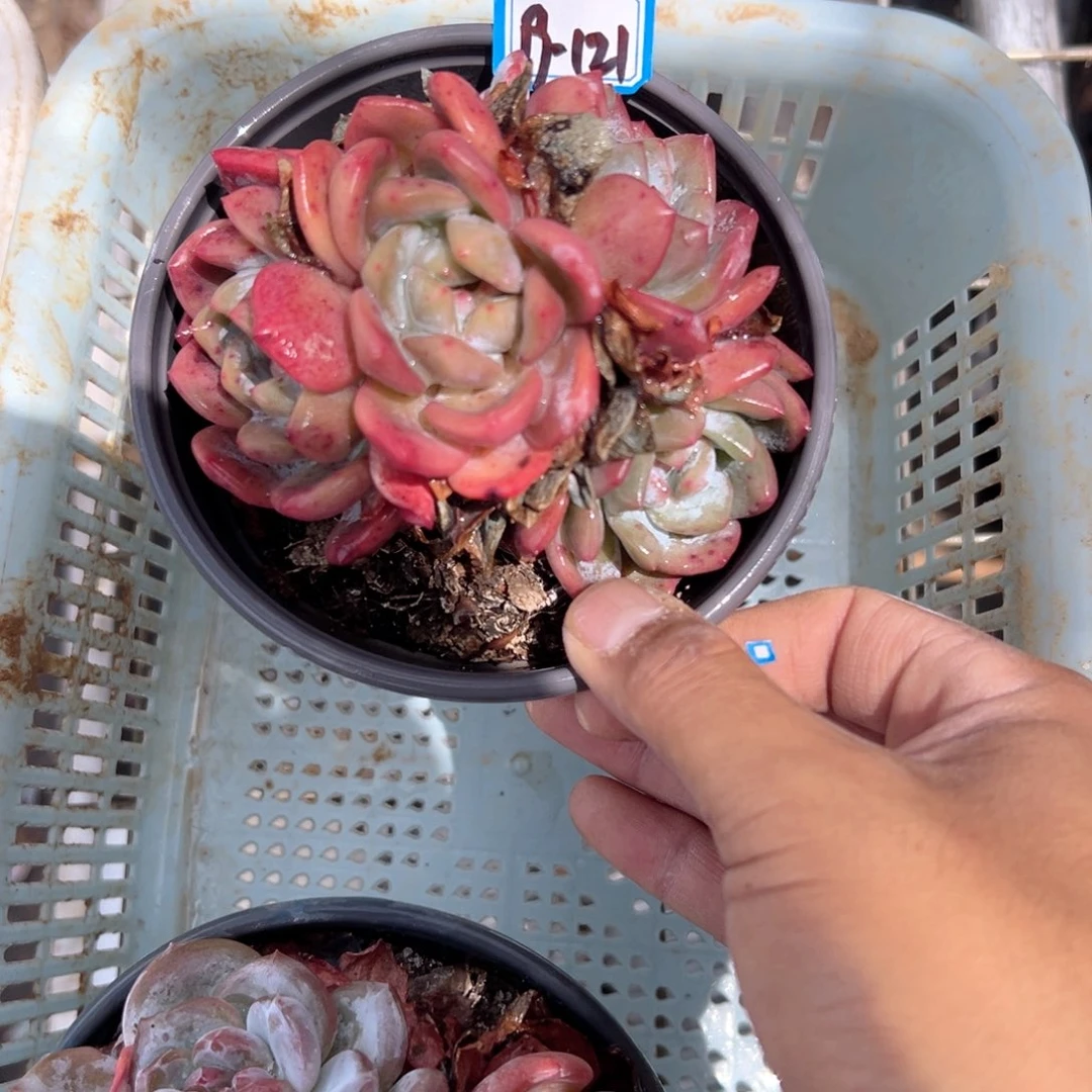 精品多肉植物老桩