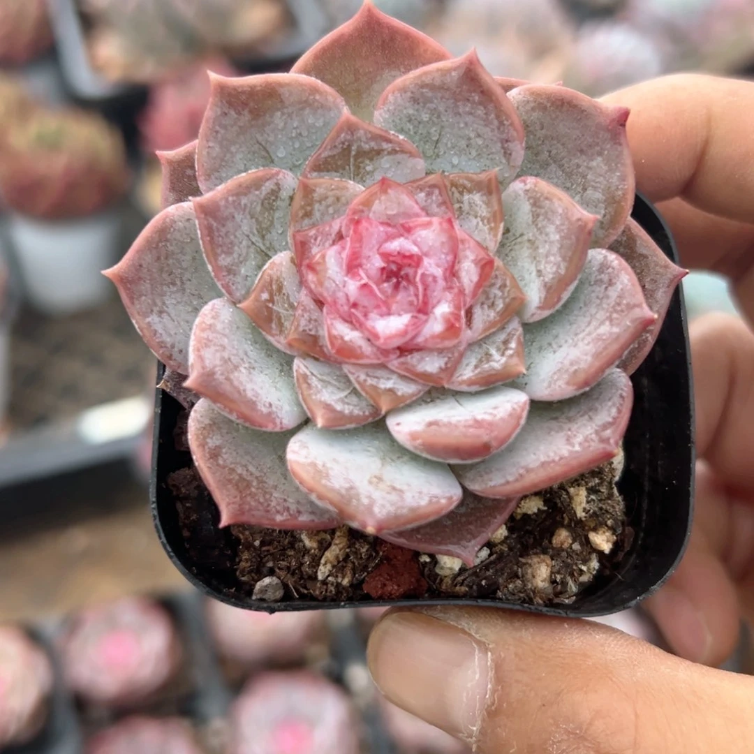 精品多肉植物老桩