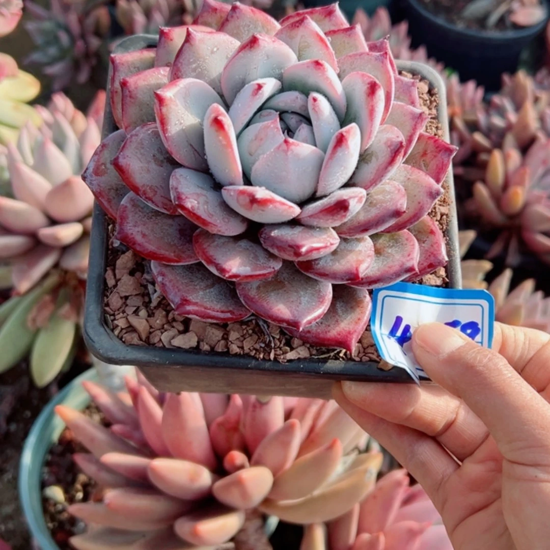 【闪购商品】精品多肉植物老桩