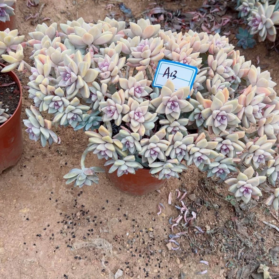 【闪购商品】南*精品多肉植物老桩