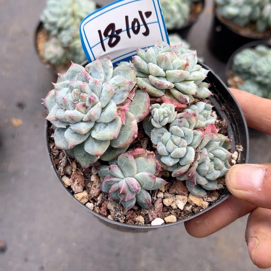 精品多肉植物老桩