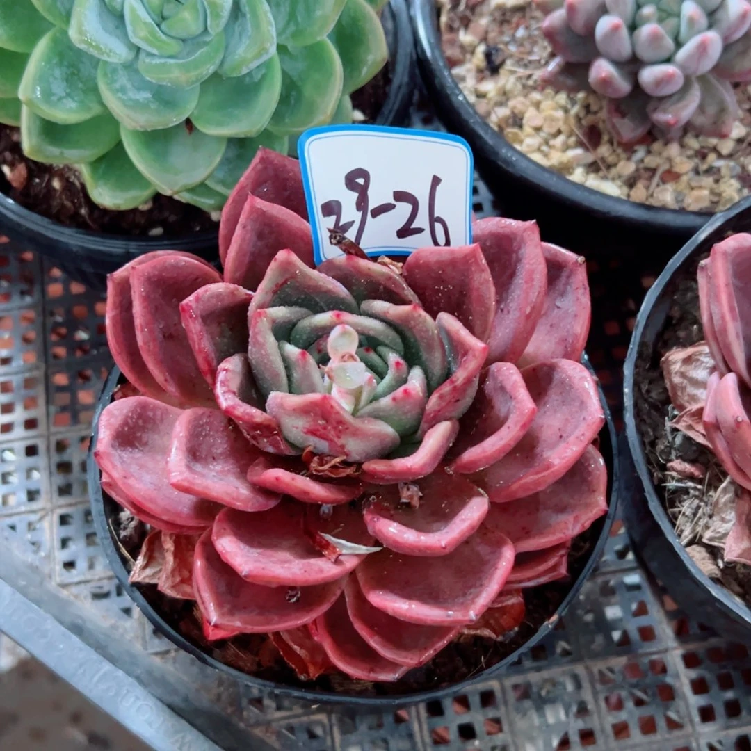 精品多肉植物老桩