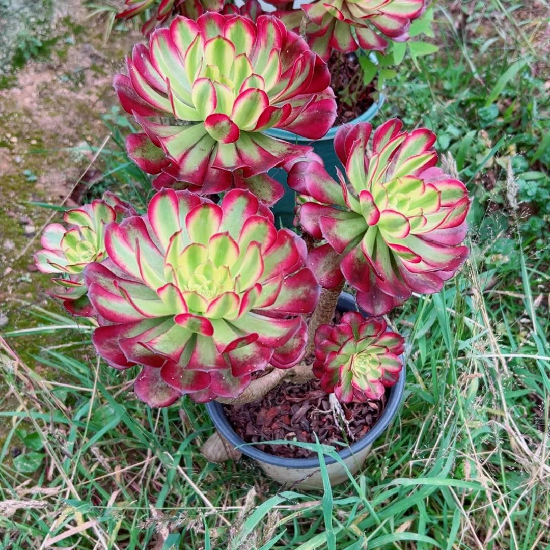 精品多肉植物老桩