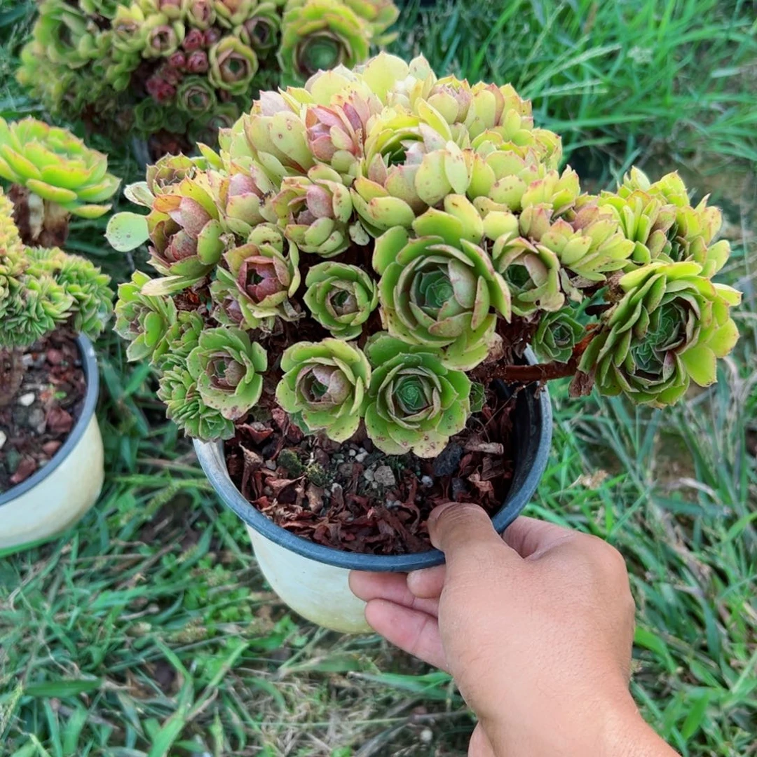 精品多肉植物老桩