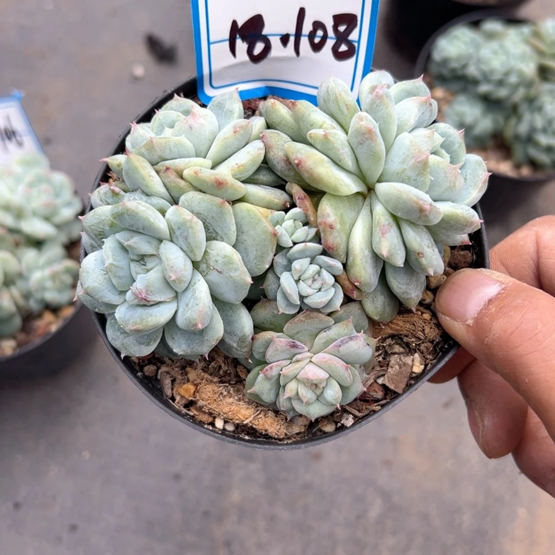 精品多肉植物老桩