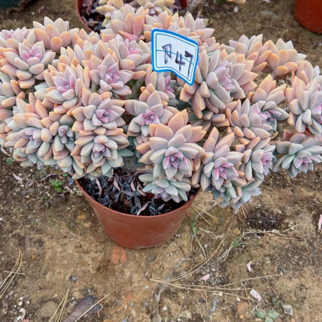 【闪购商品】暖**姐精品多肉植物老桩