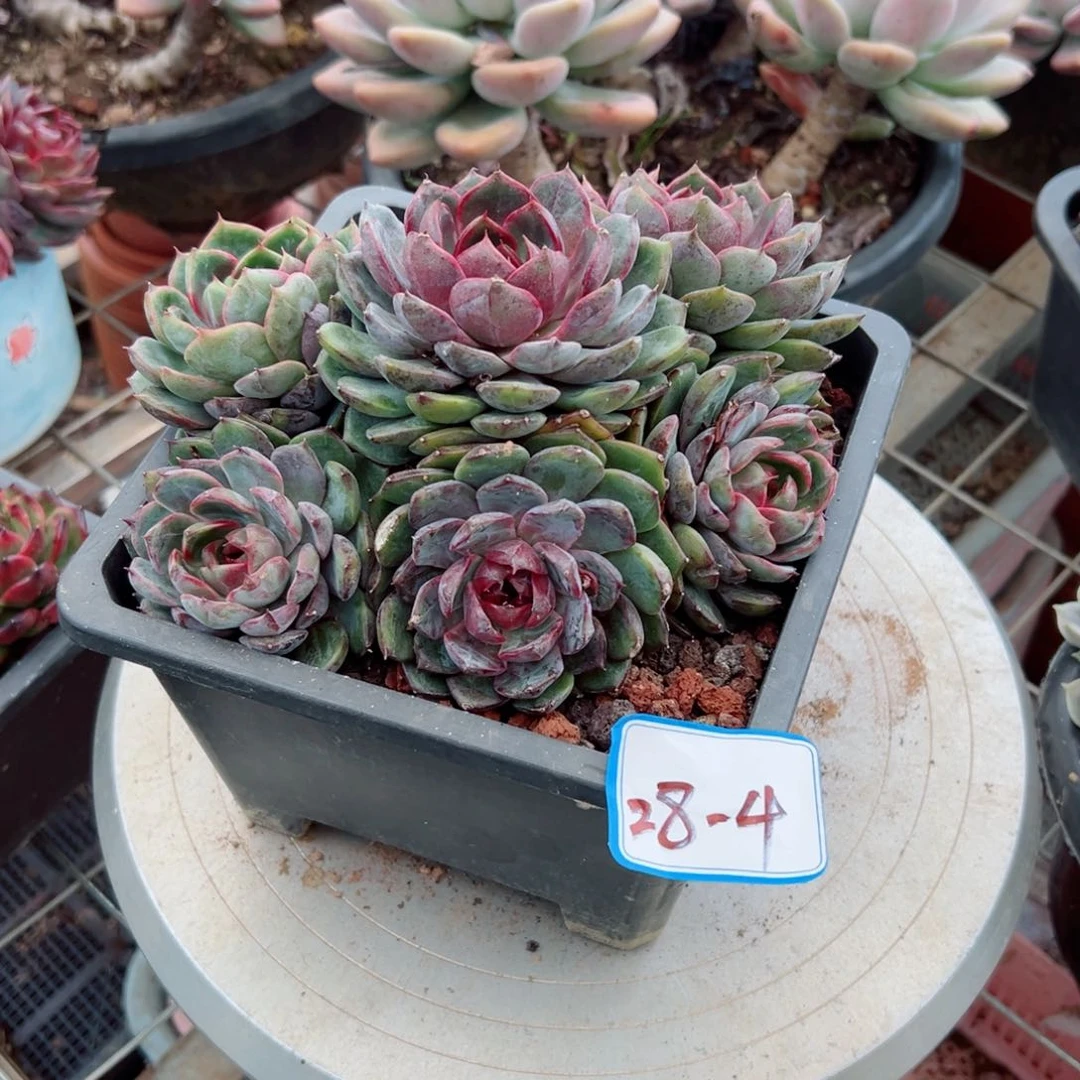竹****身精品多肉植物老桩