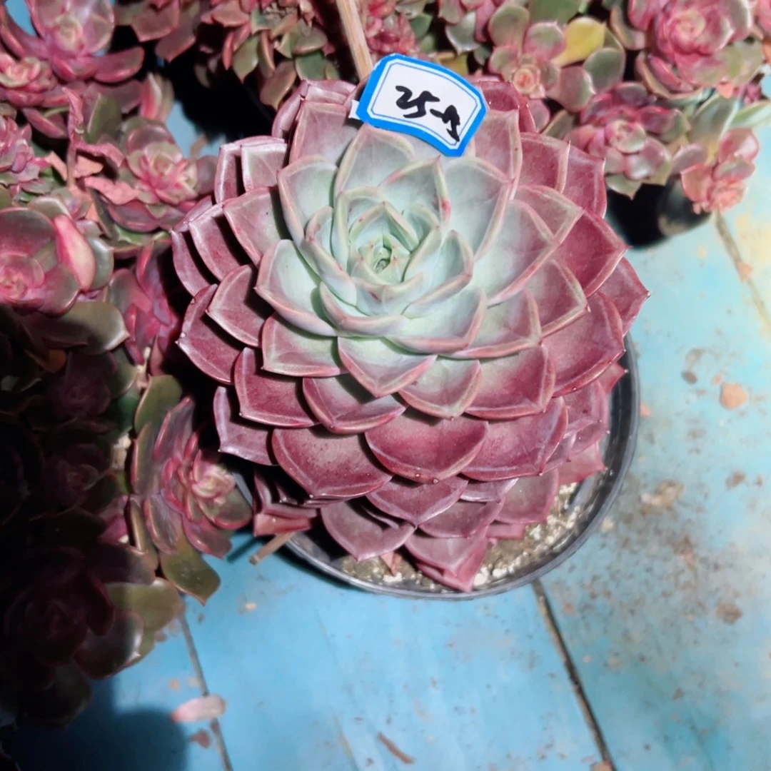 M**K精品多肉植物老桩