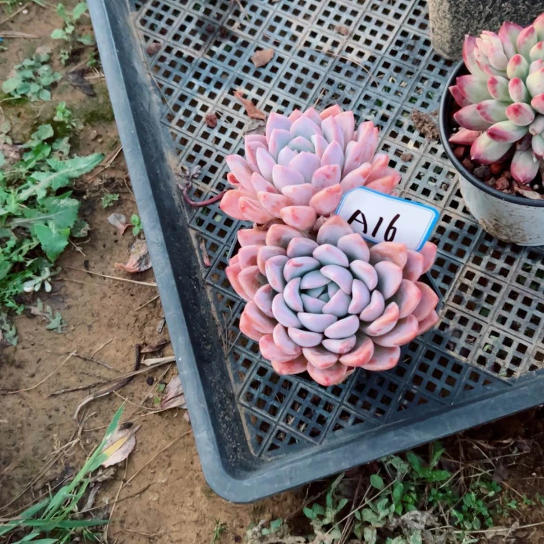 【闪购商品】再*发精品多肉植物老桩