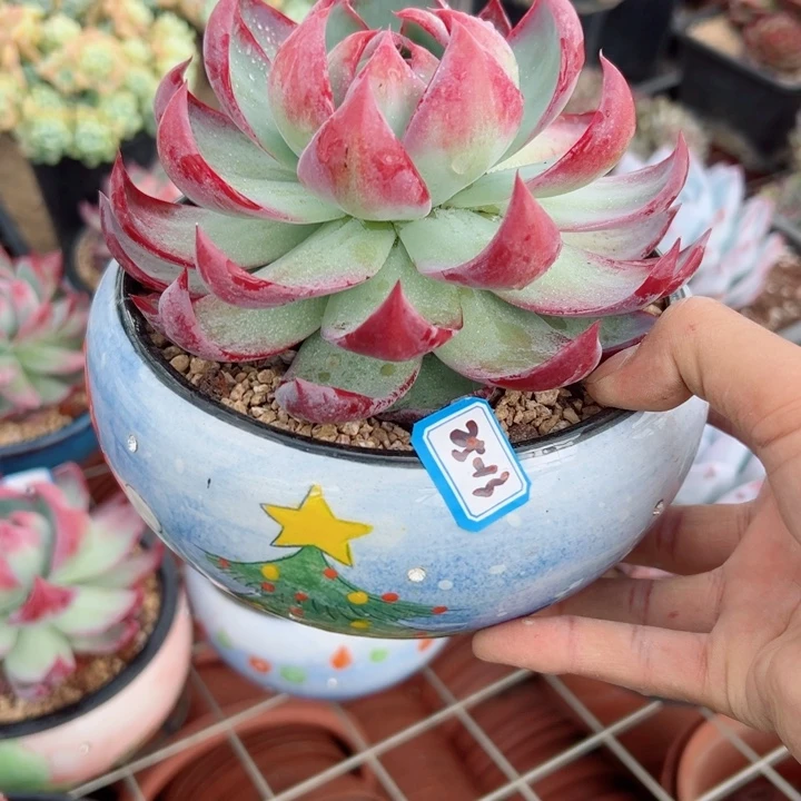 晤*精品多肉植物老桩