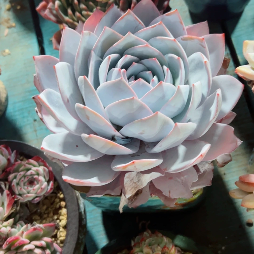 【闪购商品】风**里精品多肉植物老桩