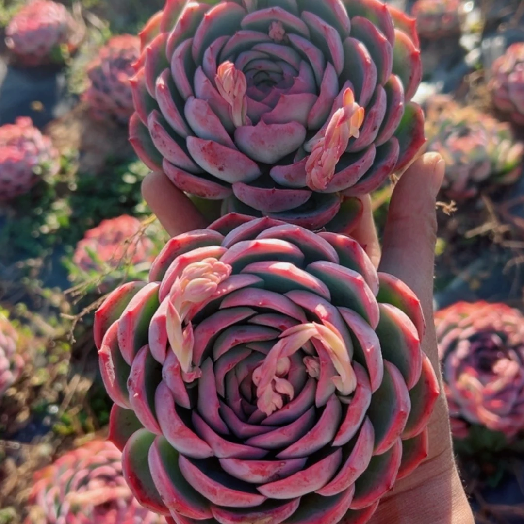 【闪购商品】精品多肉植物老桩