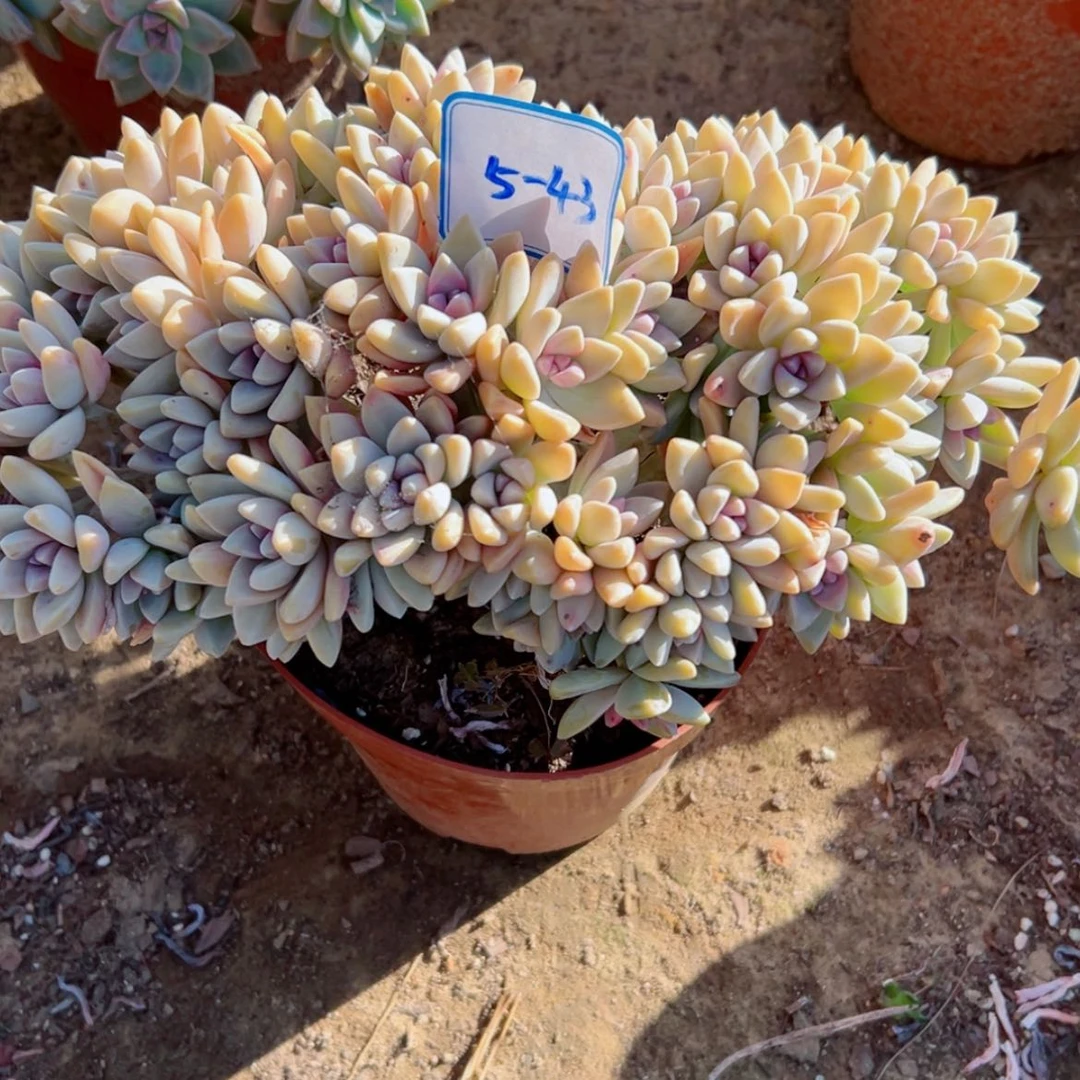 【闪购商品】柒*染精品多肉植物老桩