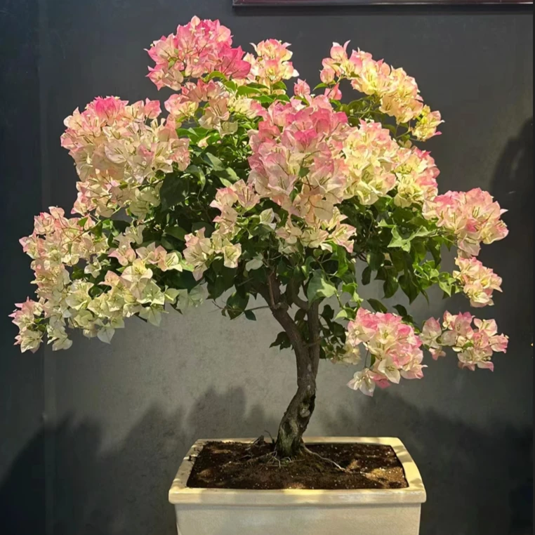 6款同安红+中国红+云南紫+绿叶橙+加州黄+画报新手必入款