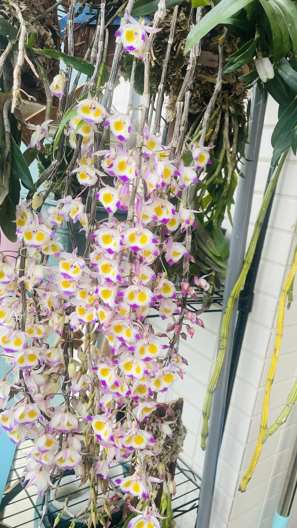 紫皮花卉绿植石斛花卉首选