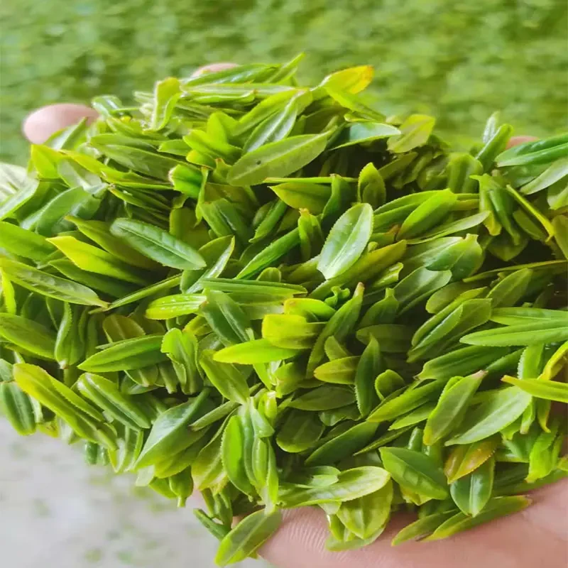 叶立方2024年头春头采六安瓜片清爽耐泡兰茶香春茶