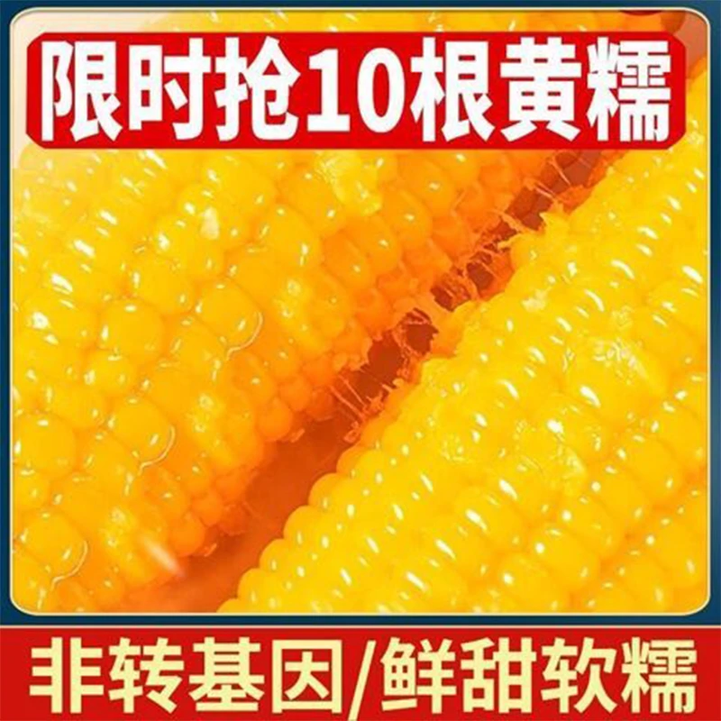 东北头茬黄糯玉米260g-320g拍8+2发10根彩色包装整箱5斤半-6斤DH
