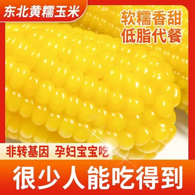 东北甜糯鲜食甜糯玉米棒新鲜早餐低脂真空包装10根整箱5斤半以上