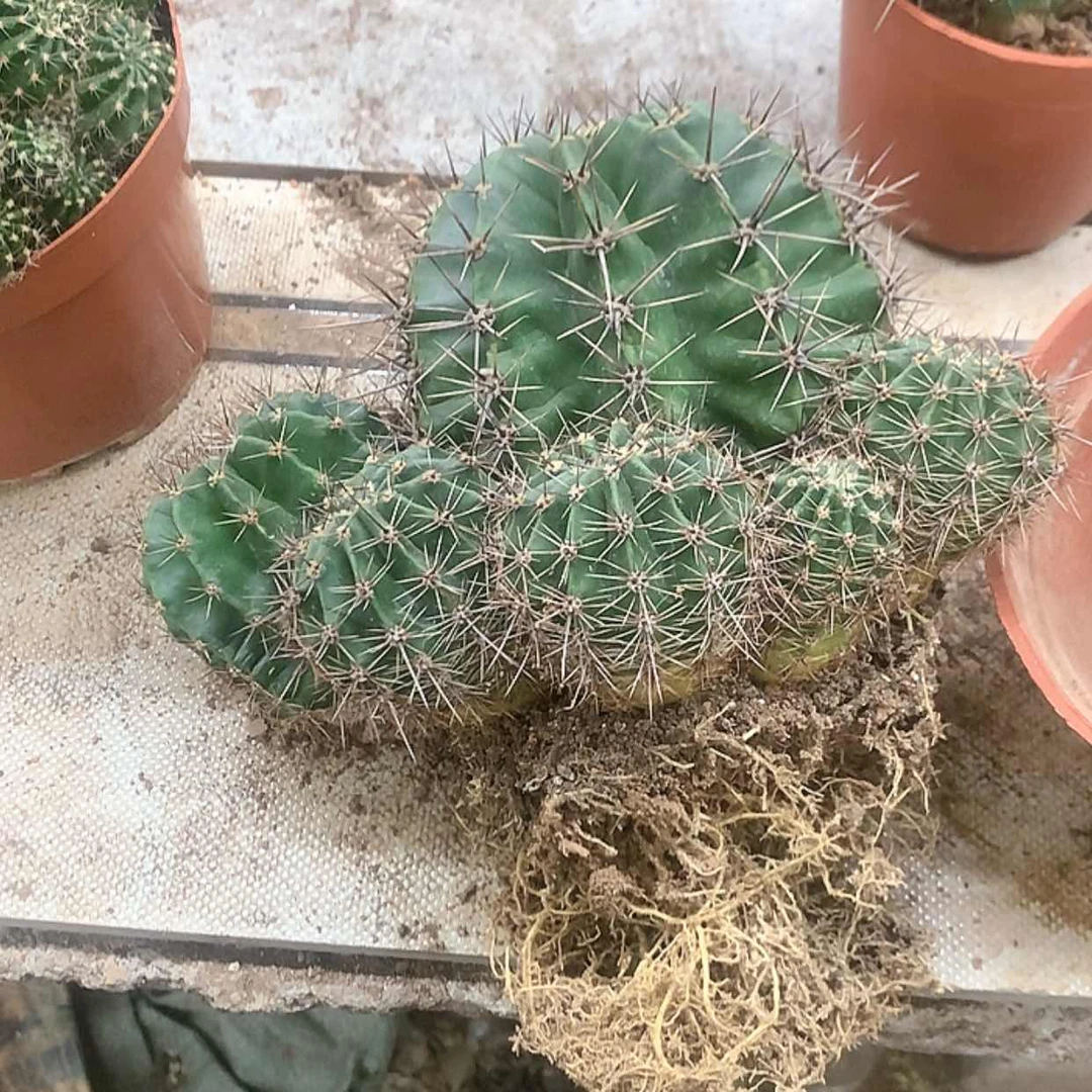 【闪购商品】hi花花花