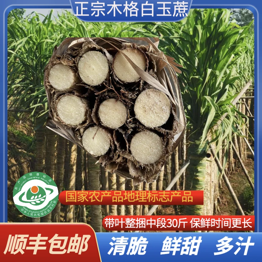 优选整捆30斤广西正宗白玉甘蔗木格皮薄清甜多汁甘甜应季新鲜水果