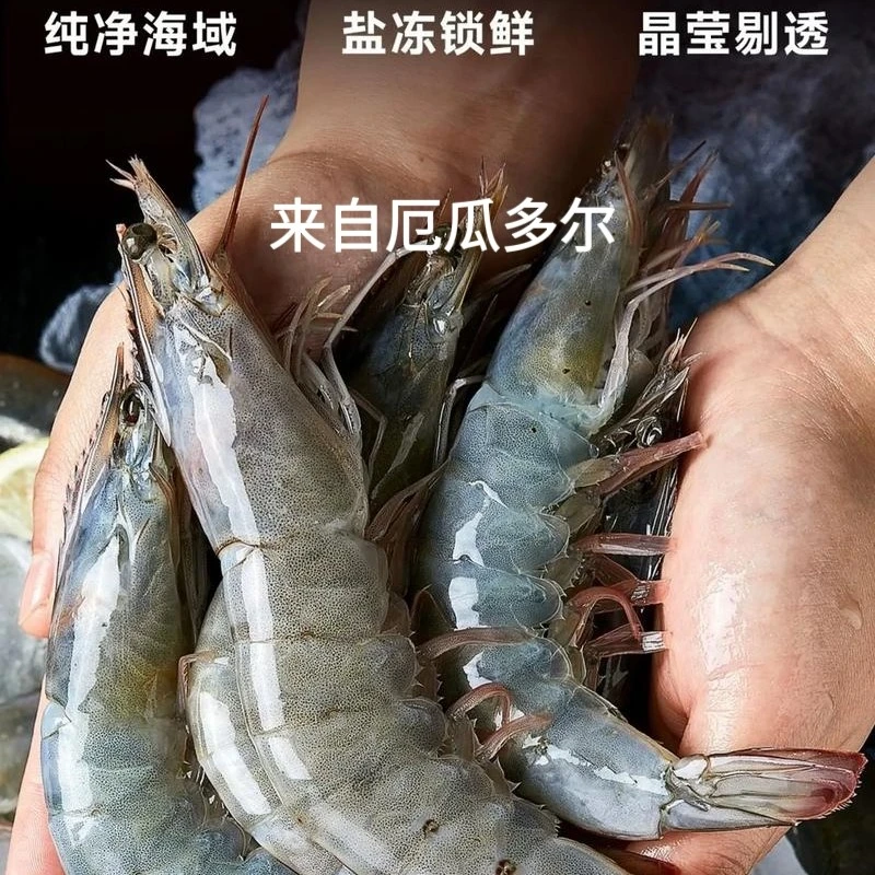 源海生鲜 原装原盒桑塔厄瓜多尔南美对虾白虾活虾速冻1.65kg