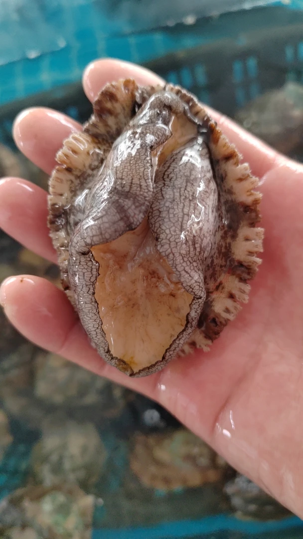 鲜活特惠小鲍鱼哦