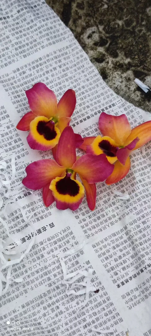 东方微笑卡门春石斛花卉盆栽花香每年开花
