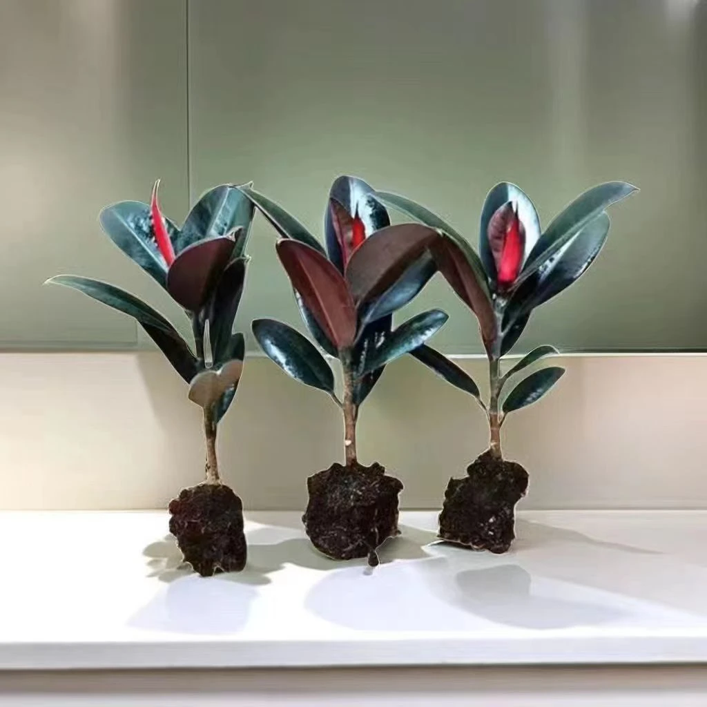 黑金刚橡皮树盆栽家庭室内客厅四季长青花卉净化空气绿色观叶植