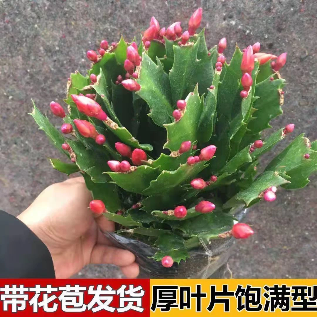 【带花苞】多色蟹爪兰花苗盆栽花卉四季开花绿植阳台室内耐寒植物