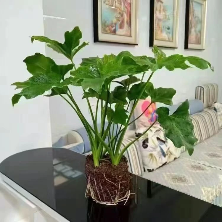 春羽植物盆栽室内喜阴网红绿植阳台桌面好养活四季常青耐寒耐旱花