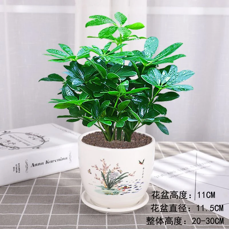 八方来财绿植盆栽室内桌面鸭脚木盆栽七叶莲盆栽客厅阳台招财树