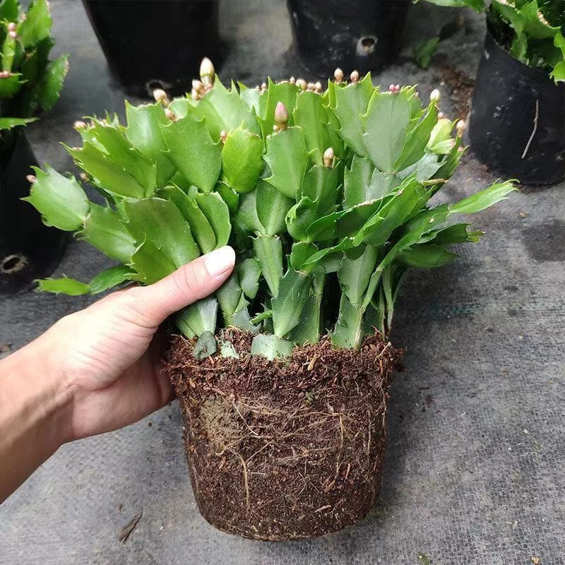 【精品】蟹爪兰带花苞大苗四季花卉盆栽室内阳台办公带根土好养活