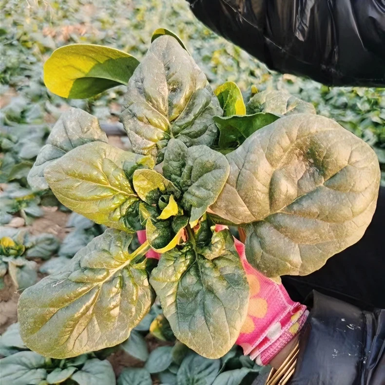 河南新鲜露天菠菜新鲜霜冻矮脚趴地菠菜红根土菠菜