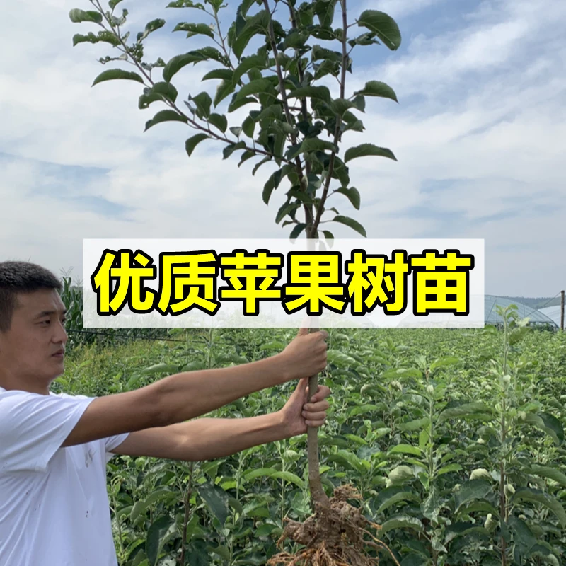 苹果树苗矮化嫁接苹果苗庭院盆栽地栽南北方种植红富士苹果树带果