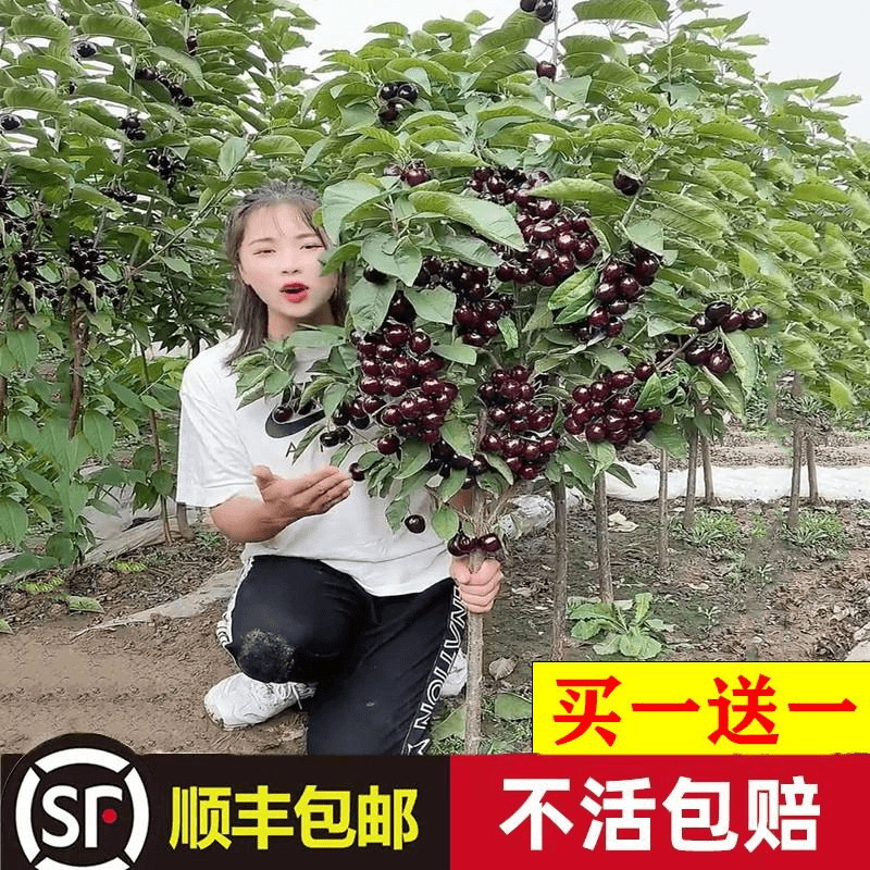 树苗种植樱桃树结果特大果苗车厘子南北方当年庭院果树樱桃树苖水