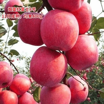 当年苹果树昭通盆栽南北结果果苗苗果苗果树矮化苹果树红富士种植