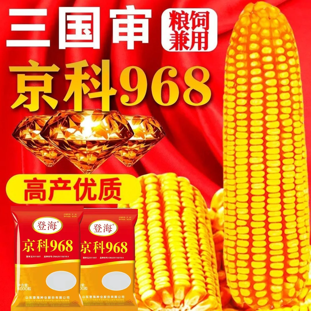 三国审登海京科968玉米国审白轴大棒抗虫抗病抗旱玉米种南北通种