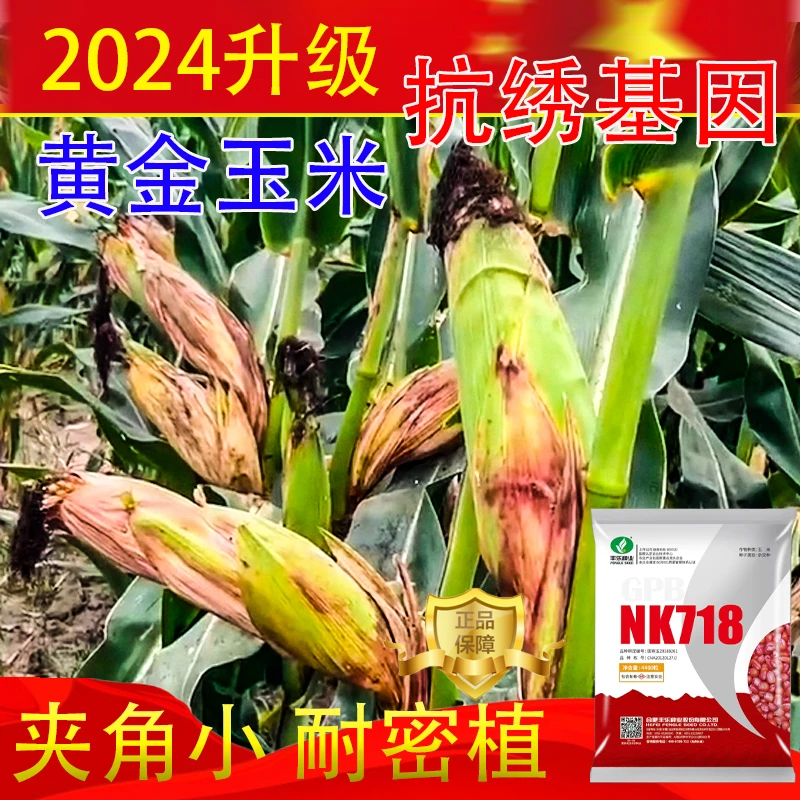升级版抗绣基因丰乐NK718高产玉米种子大棒大马牙高产玉米